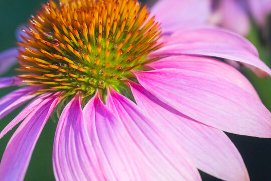 Echinacea Bloom Closeup