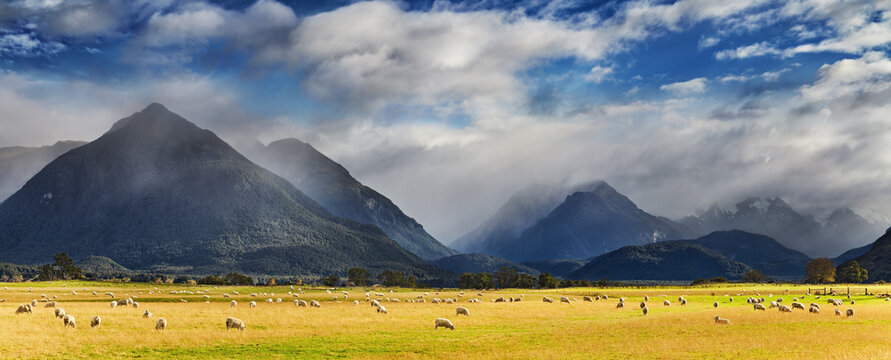 Flocks of sheep graze on wide pastures at the foot of the Southern Alps in New Zealand