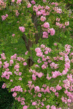 crape myrtle trees with pink flowers viewed from above