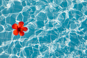 Fototapeta premium A red hibiscus flower floats on the surface of a blue swimming pool under bright sunlight, tropical vacation vibes, luxury spa resort, serene pool scene, summer season.