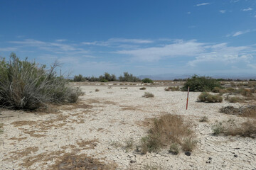 white sand and vegetation © Curtis