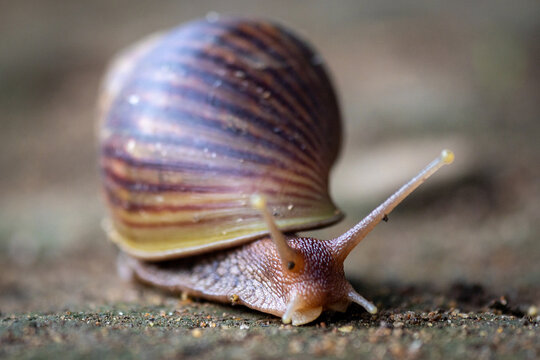 Close-up of a garden snail crawling on the ground