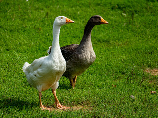Hühner und Gänse auf einer Wiese © focus finder