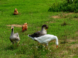 Hühner und Gänse auf einer Wiese © focus finder