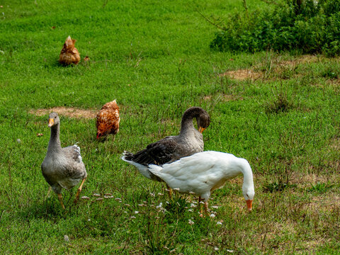 H&uuml;hner und G&auml;nse auf einer Wiese