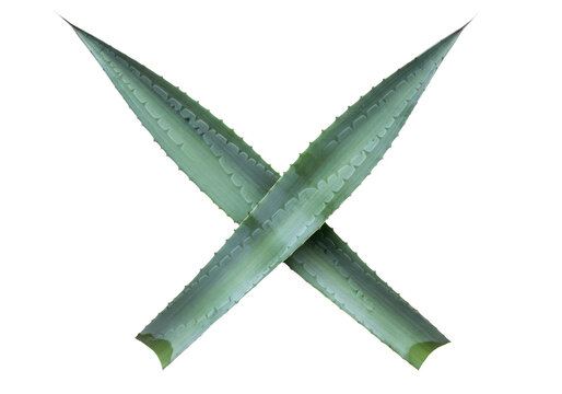 Two crossed agave leaves isolated on transparent background