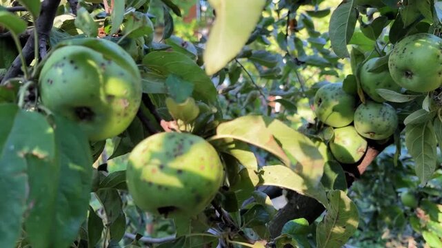 Mold, rot on apple fruits. Close-up of spoiled apples on a branch. Apple fungal disease in the orchard. Treatment of garden diseases