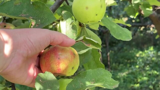 Close-up of spoiled apples on a branch. Apple diseases in the orchard. Treatment of garden diseases