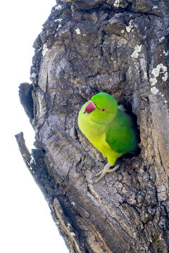 Green parakeet emerging from a tree hollow