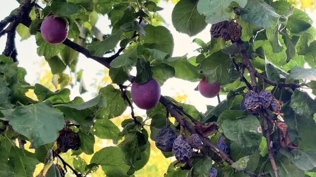 Ripe plums on a branch next to rotten spoiled fruits. Diseases in the orchard. Treatment of garden diseases