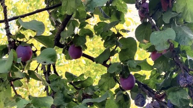 Ripe plums on a branch next to rotten fruits. Diseases in the orchard. Treatment of garden diseases