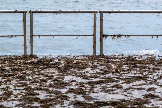 View of seaweed washed up on a paved promenade after a storm surge, with a metal railing and the sea in the background in Cascais, Lisbon, Portugal.