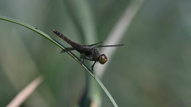Common darter dragonfly, scientifically known as Sympetrum striolatum, resting on vegetation in wild nature.