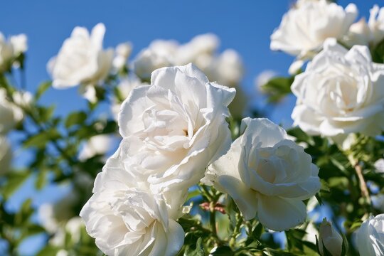 Soft-focus garden scene featuring white rose clusters and a serene blue sky