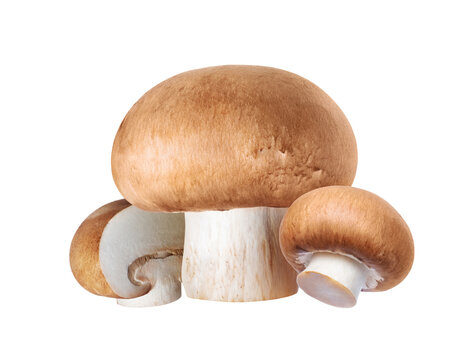Three Royal Brown champignons isolated on a white background close-up