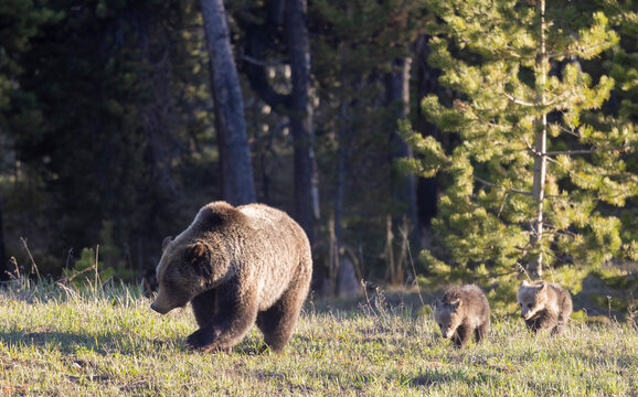 Grizzly Bear Sow and Herd Cubs in Wyoming in Springtime