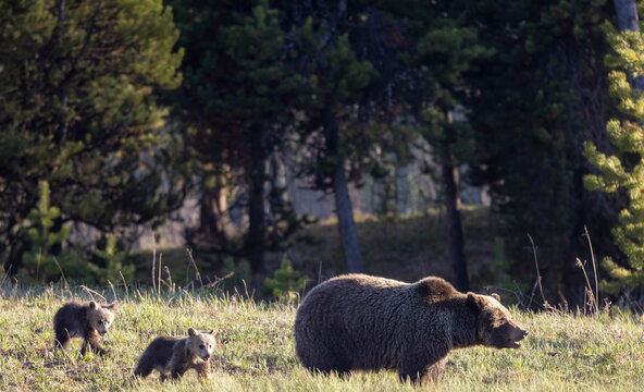 Grizzly Bear Sow and Herd Cubs in Wyoming in Springtime