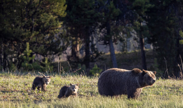 Grizzly Bear Sow and Herd Cubs in Wyoming in Springtime