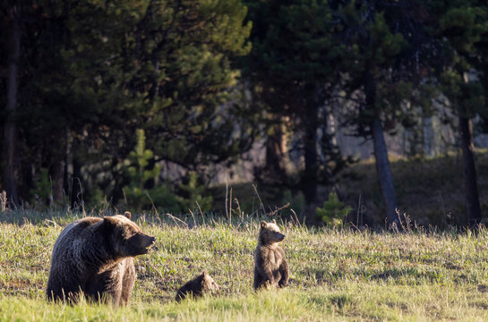 Grizzly Bear Sow and Herd Cubs in Wyoming in Springtime