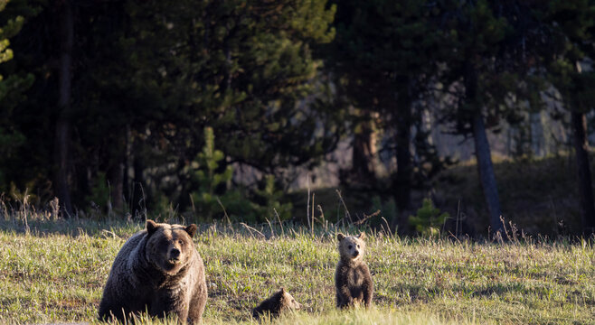 Grizzly Bear Sow and Herd Cubs in Wyoming in Springtime