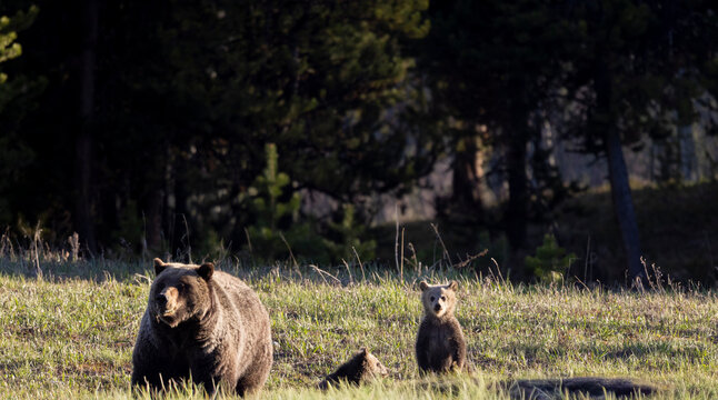 Grizzly Bear Sow and Herd Cubs in Wyoming in Springtime
