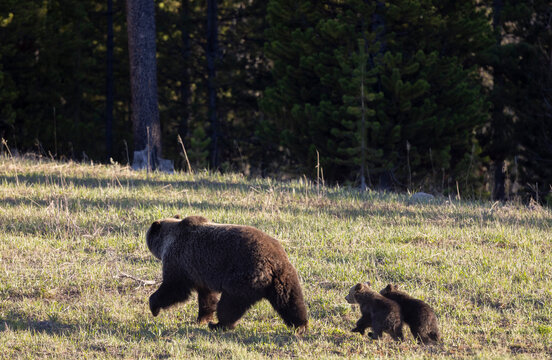 Grizzly Bear Sow and Herd Cubs in Wyoming in Springtime