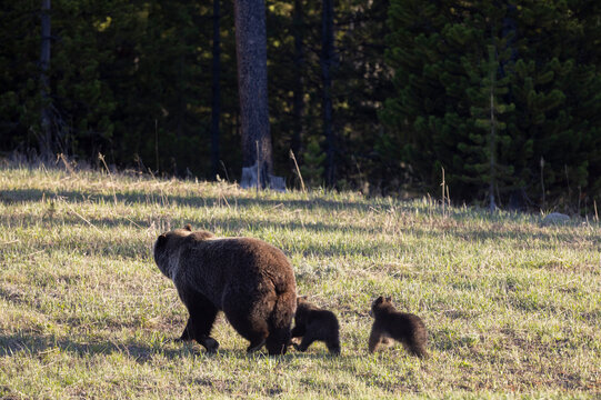 Grizzly Bear Sow and Herd Cubs in Wyoming in Springtime