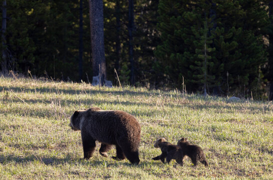 Grizzly Bear Sow and Herd Cubs in Wyoming in Springtime
