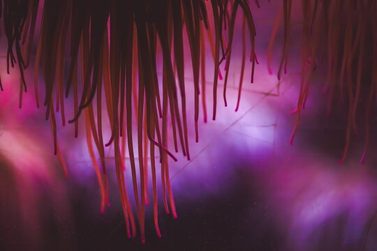 View of the vibrant tentacles of a sea anemone illuminated by pink and purple light inside the Vasco da Gama Aquarium in Cruz Quebrada, Lisboa, Portugal.