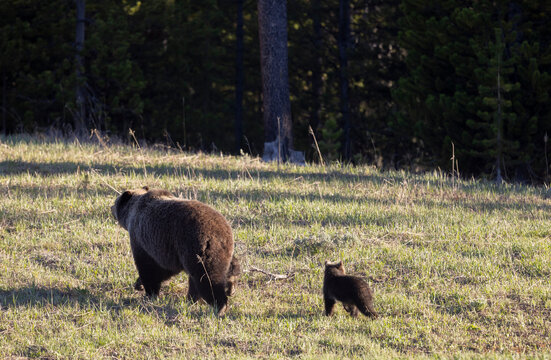 Grizzly Bear Sow and Herd Cubs in Wyoming in Springtime