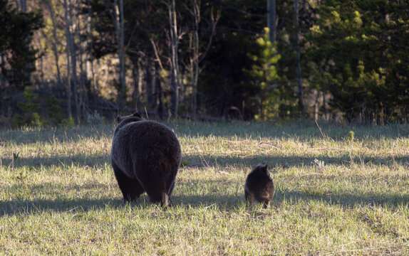 Grizzly Bear Sow and Herd Cubs in Wyoming in Springtime