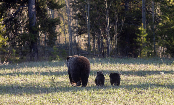 Grizzly Bear Sow and Herd Cubs in Wyoming in Springtime