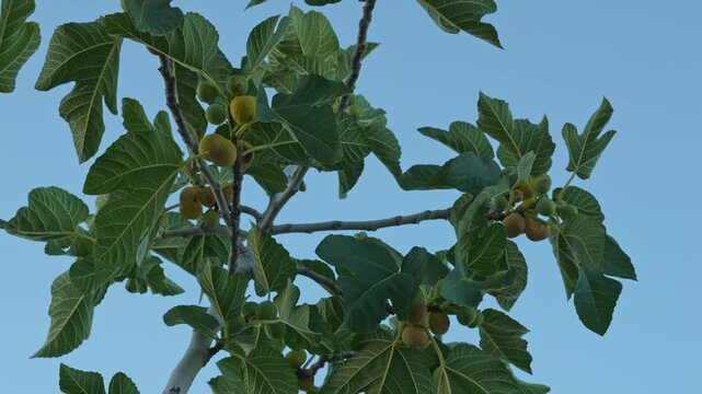 Clusters of figs on a fig tree branch