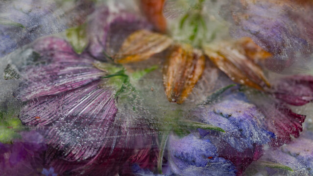 abstract wallpaper with close up of a purple and orange summer flowers frozen in water
