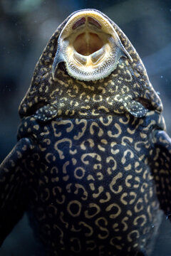 View of a plecostomus fish with its distinctive spotted pattern and sucker mouth attached to the glass at the Vasco da Gama Aquarium in Cruz Quebrada, Lisboa, Portugal.