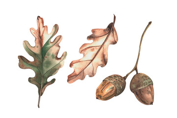 Oak branch with acorns and leaves. Autumn leaves and acorns on the branch. A set of autumn watercolor elements for themed design. Isolated on a white background. © Ulyana