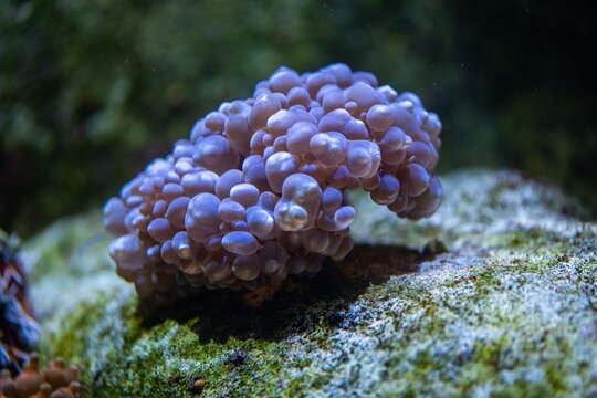 View of a vibrant purple bubble coral in an aquarium tank at the Vasco da Gama Aquarium in Cruz Quebrada, Lisboa, Portugal.
