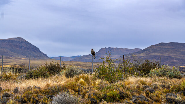 A Solitary Hawk on a Fence Post in the Dry Pampas Grassland under a Moody Cloudy Sky with Rugged Mountains