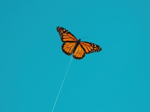 A beautiful monarch butterfly flying against a solid bright blue sky background
