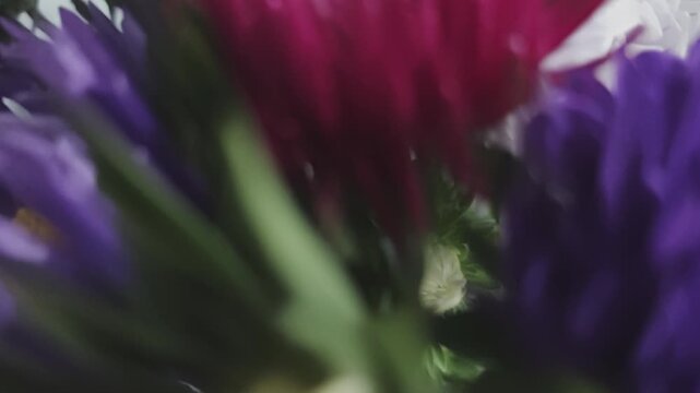 Stunning probe lens shot moving through the stems of a beautiful floral arrangement, revealing a colorful bouquet of fresh aster flowers