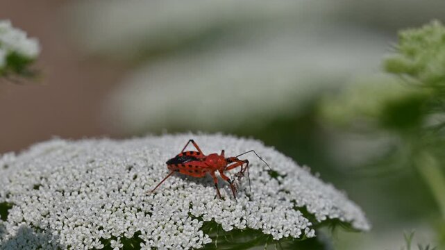Red assassin bug (Rhynocoris iracundus) feeding on a small prey insect on top of a white flower in the wild, macro wildlife photography.