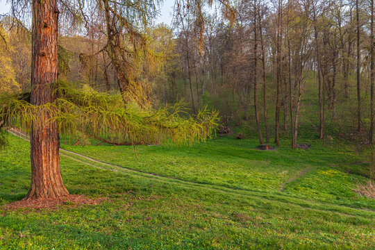 Beautiful scenic view of a spring park with fresh green grass and big tree at sunset
