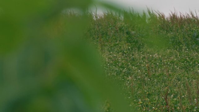 Zoomed-in view of white clover in a grassland, with blurred grass blades swaying in the foreground.