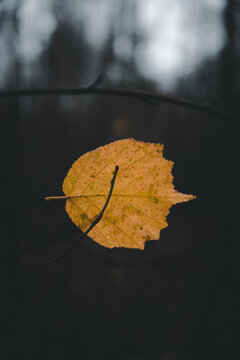 View of a single yellow autumn leaf hanging on a thin twig against a dark, out-of-focus forest background in Laane County, Estonia.