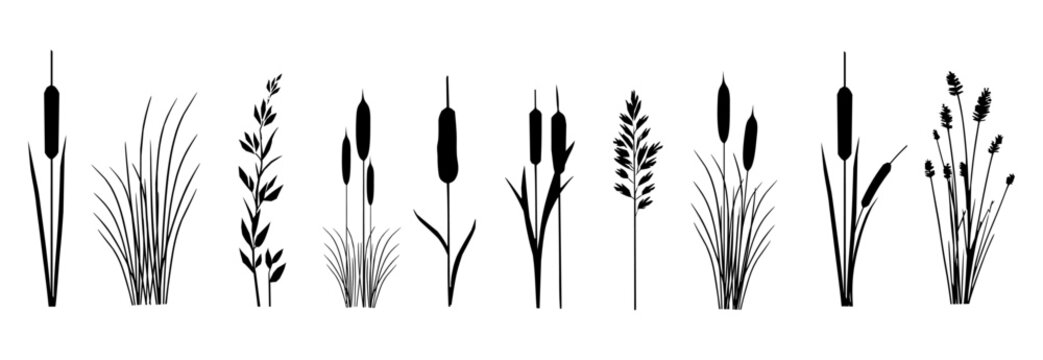 Black cattail and reed silhouettes with tall marsh grass plants for wetland and riverside landscape design.