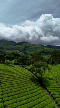 Aerial view of the lush green tea plantation at Rancabali Ciwidey with rolling hills and dramatic clouds in Bandung, West Java, Indonesia.