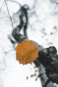 View of a single orange autumn leaf hanging from a branch against a blurred tree trunk in Vormsi, Laane County, Estonia.