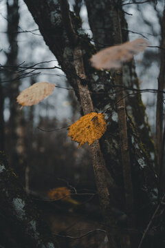View of autumn leaves falling in a forest with mossy tree trunks in Vormsi, Laane County, Estonia.