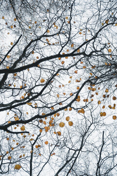 View of bare tree branches with scattered yellow autumn leaves against a pale overcast sky in Vormsi, Laane County, Estonia.