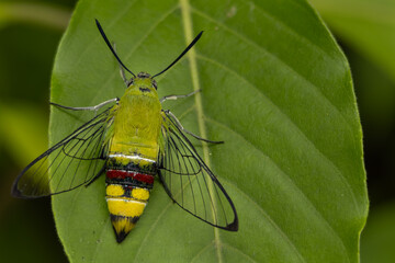 Close-up macro photograph of a coffee bee hawkmoth (Cephonodes hylas) spreading its transparent wings while resting on a green leaf in its natural habitat in Himachal Pradesh, India, during a summer . © Jitender kumar